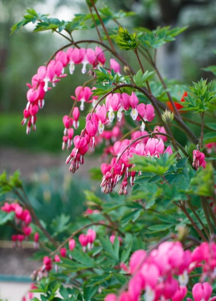 Bleeding Heart