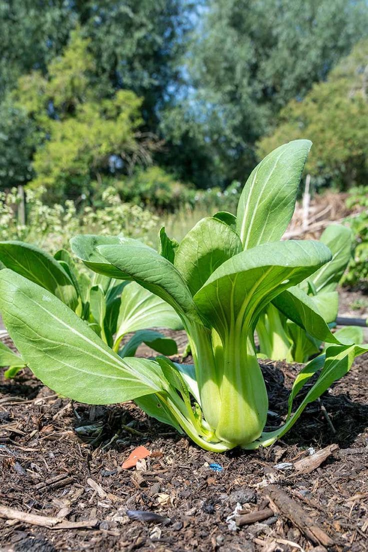 Bok Choy