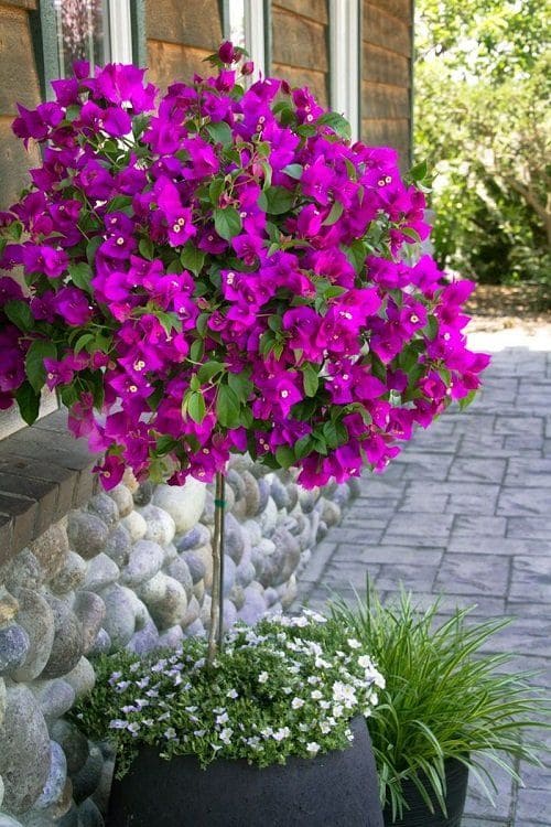 Bougainvillea