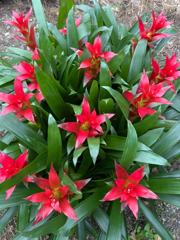 Bromeliad