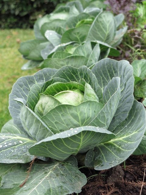 Cabbage