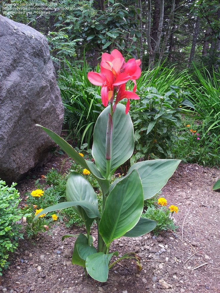 Canna Lily