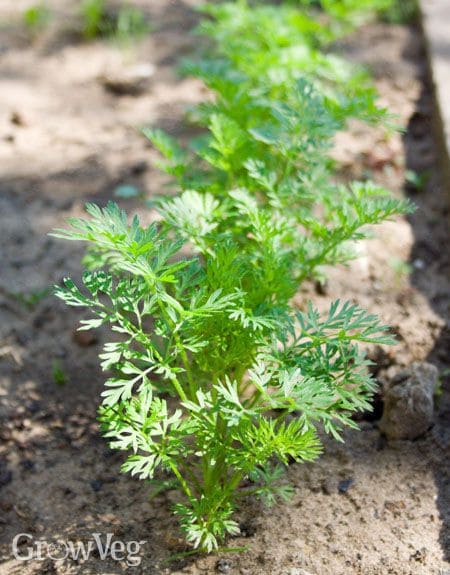 Carrot Tops