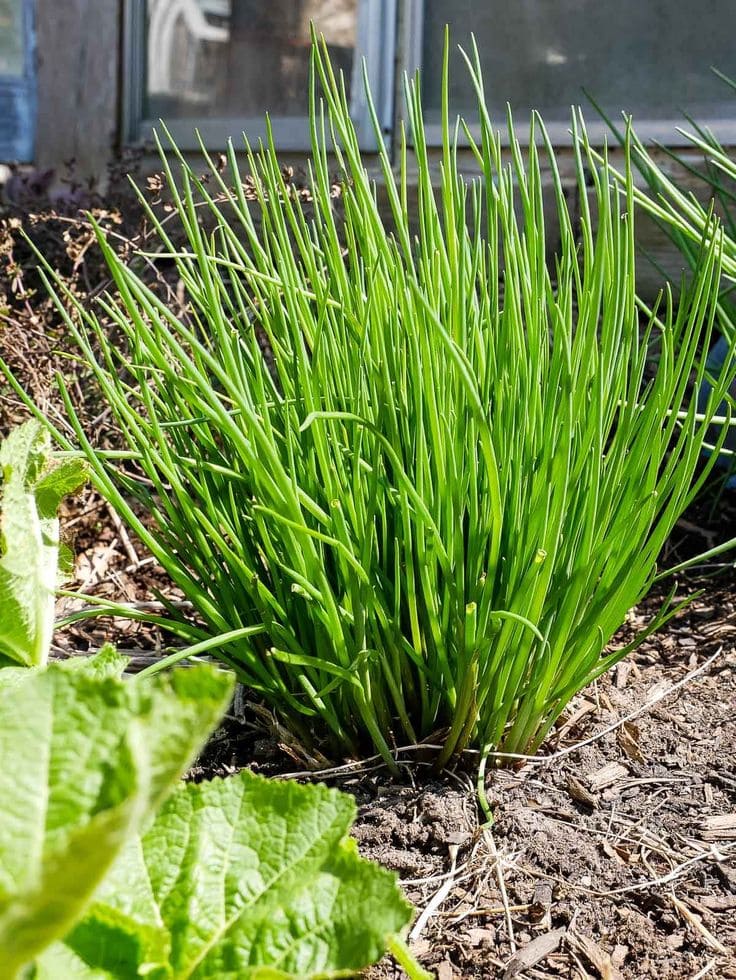 Chives