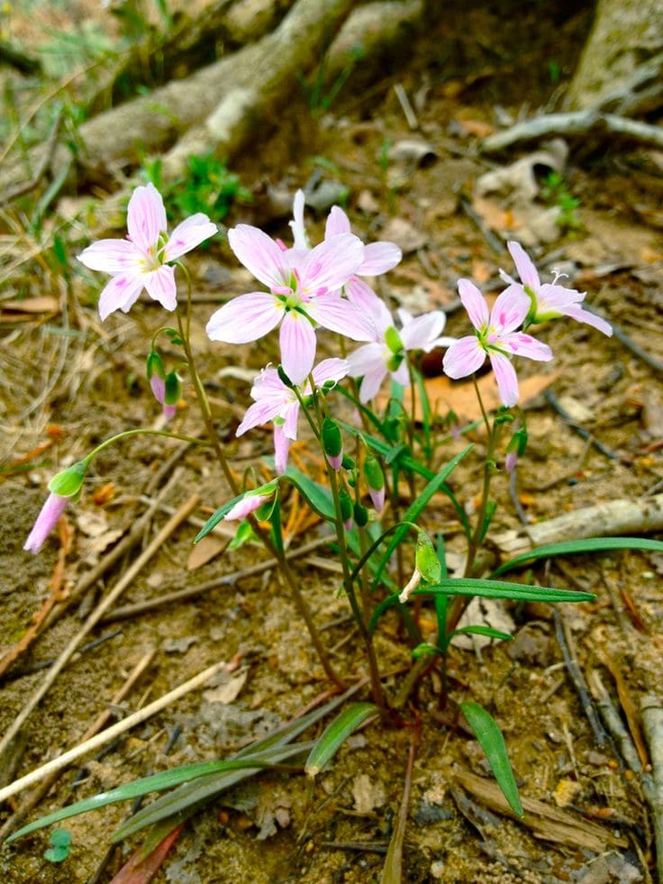 Claytonia virginica