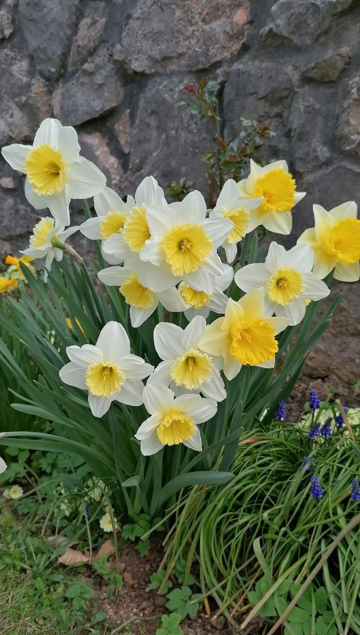 Daffodil