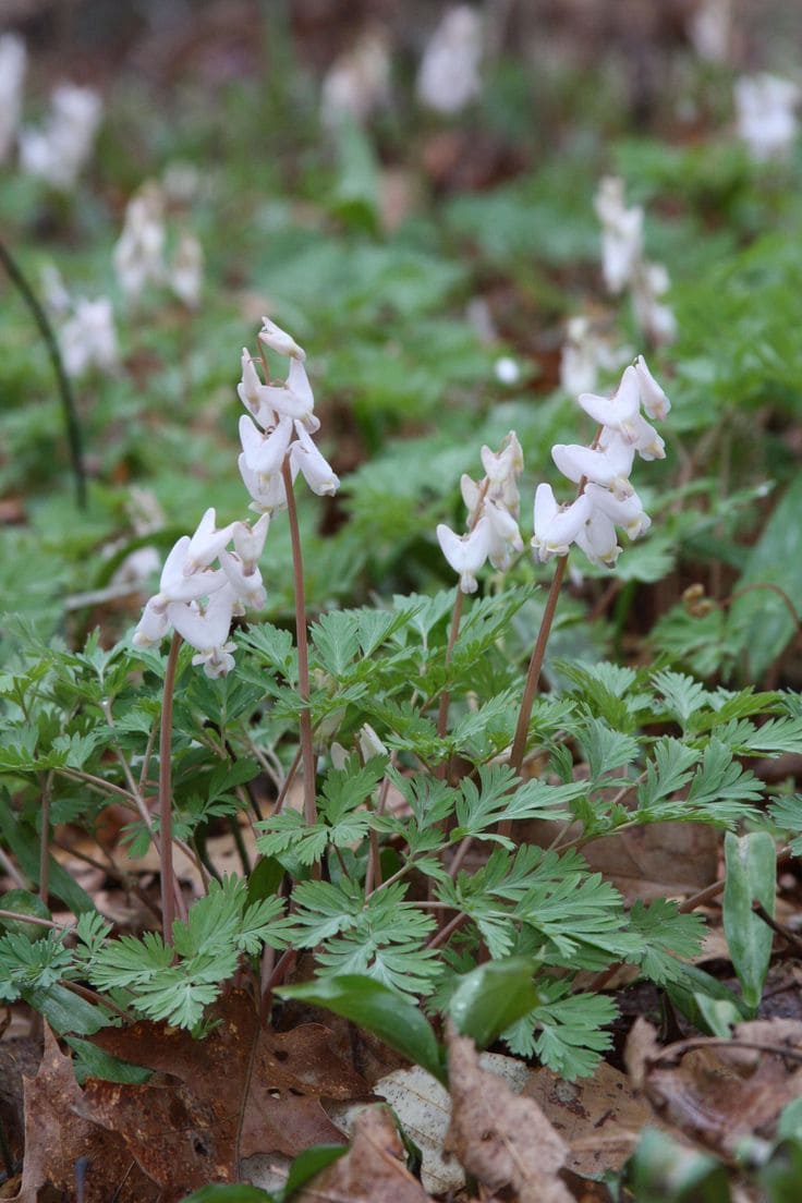 Dutchmans Breeches