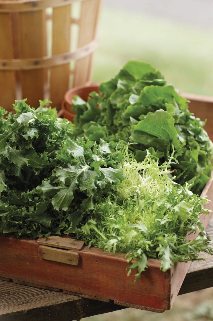 Endive and Escarole