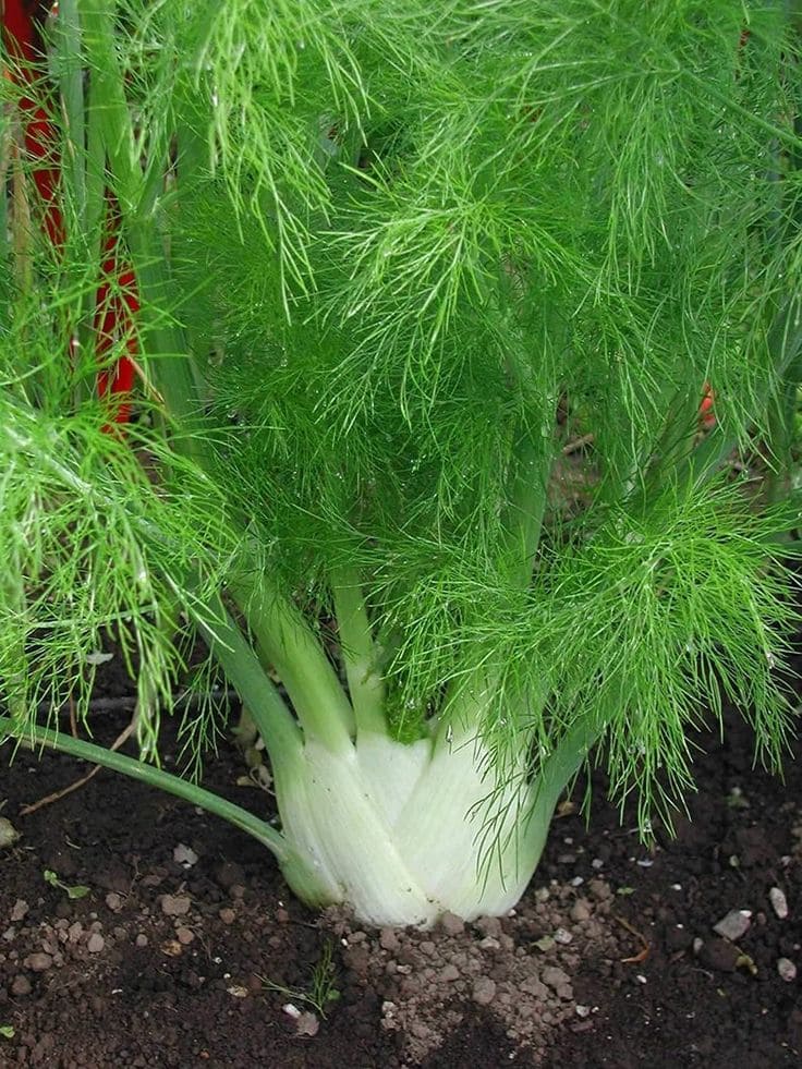 Fennel