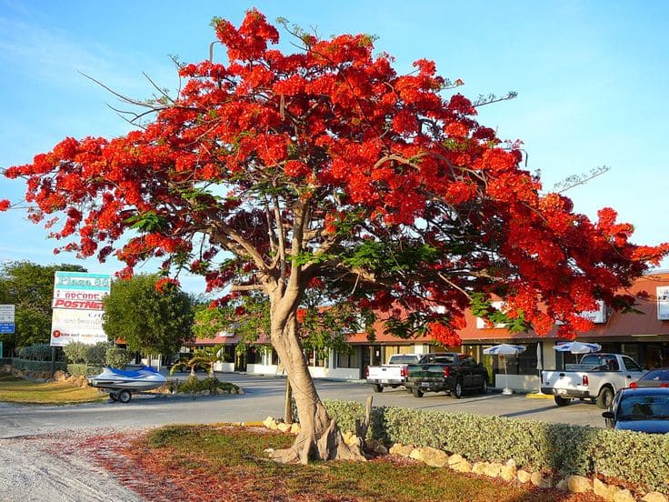 Flame of the Forest