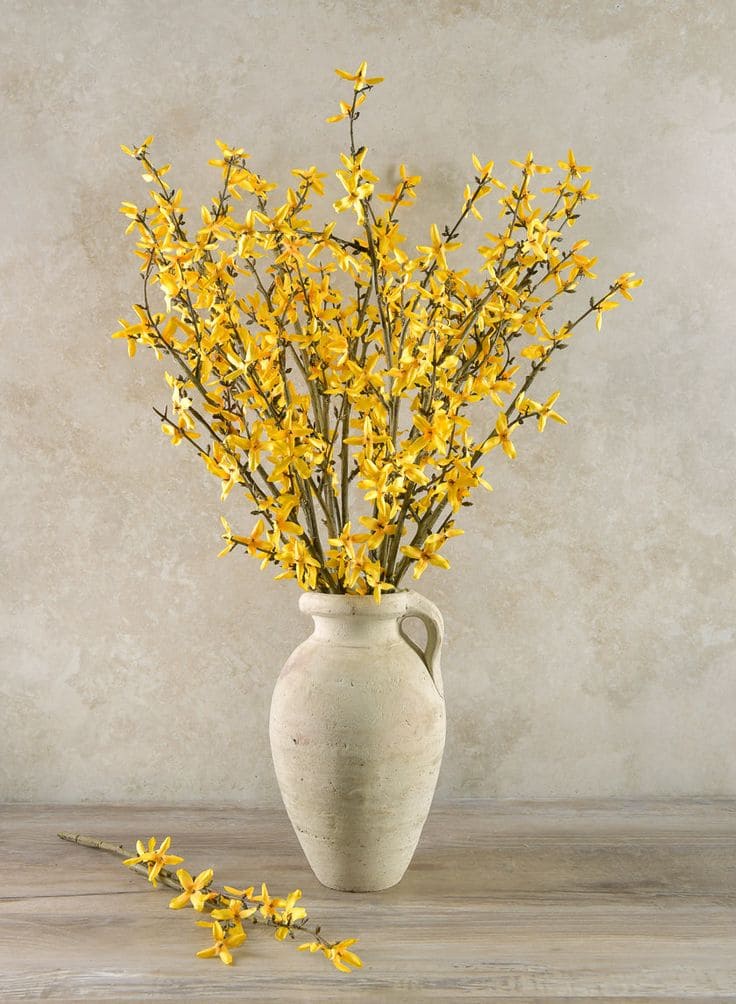 Forsythia