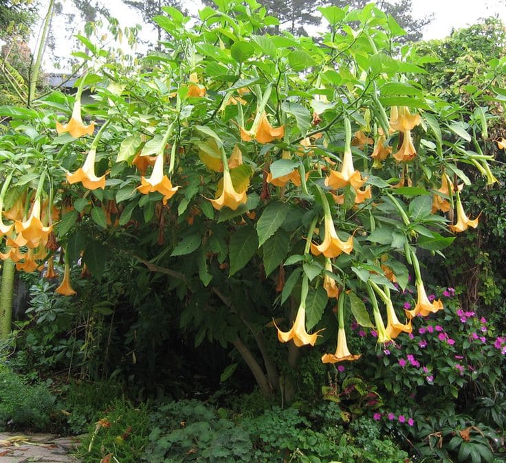 Golden Trumpet