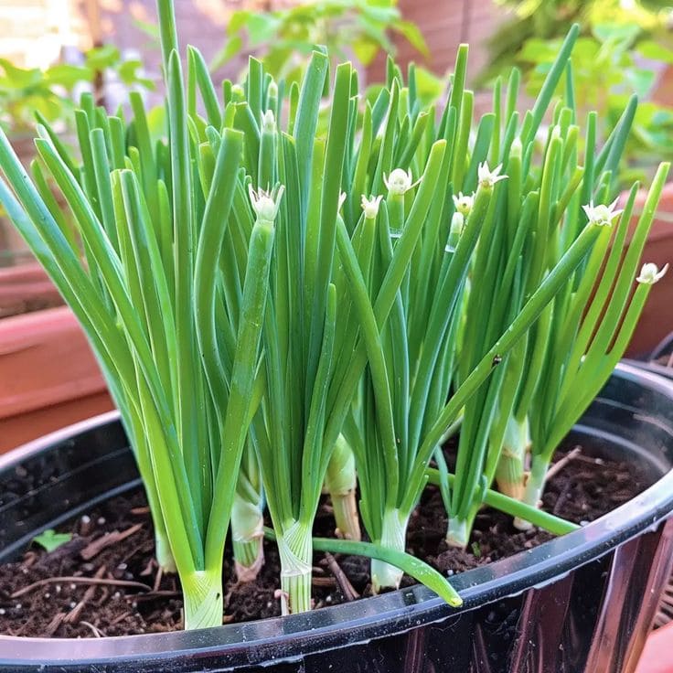 Green Onions