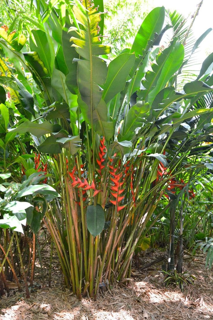 Heliconia