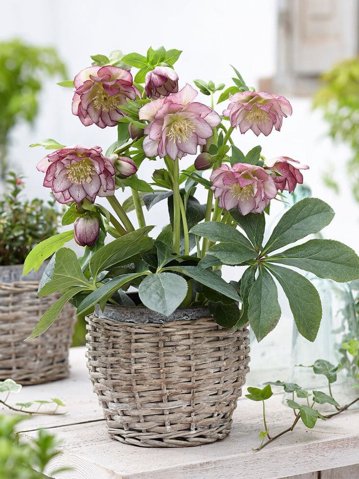 Hellebore