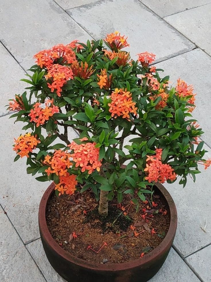 Ixora