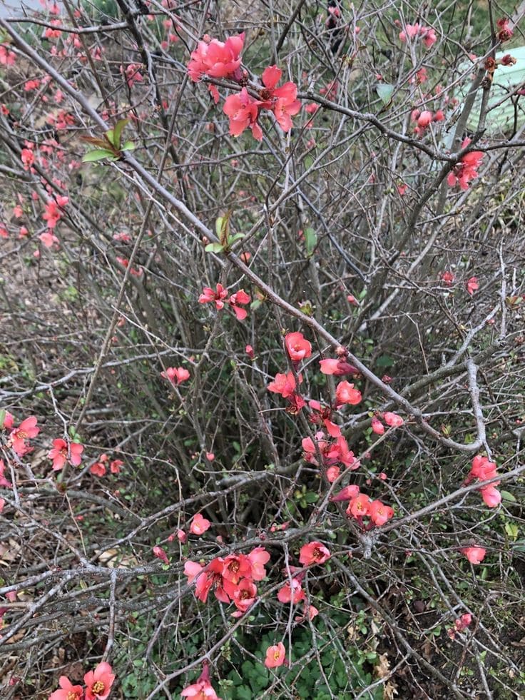 Japanese Quince