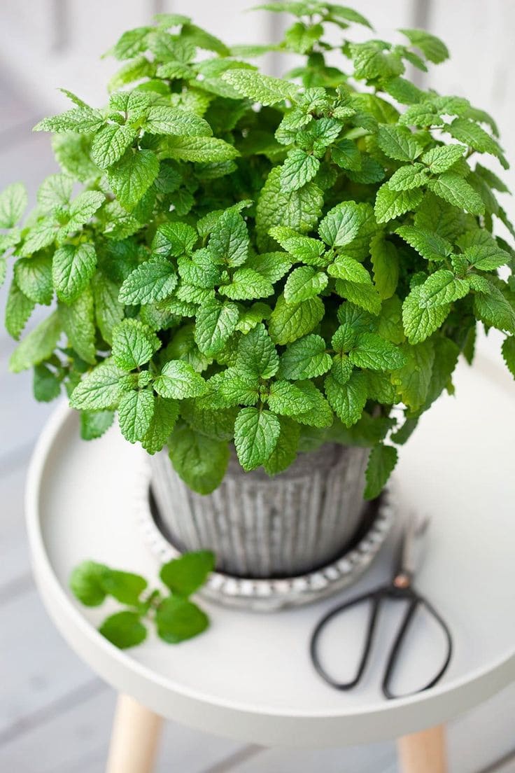 Lemon Balm