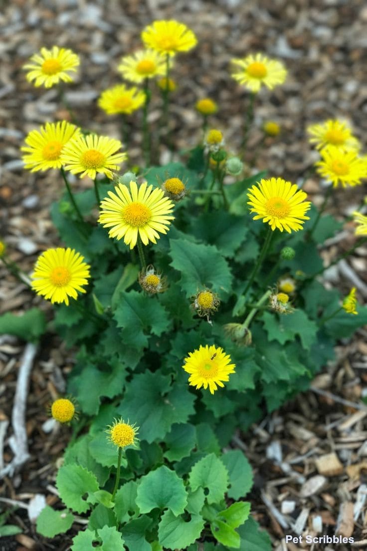 Leopards Bane