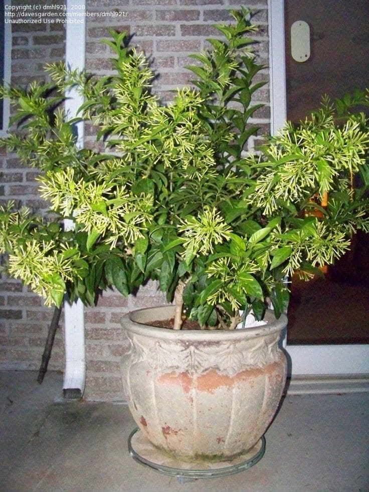 Night-Blooming Jasmine