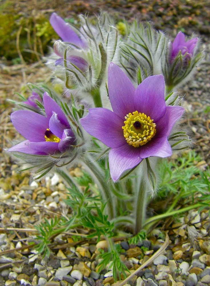 Pasque Flower