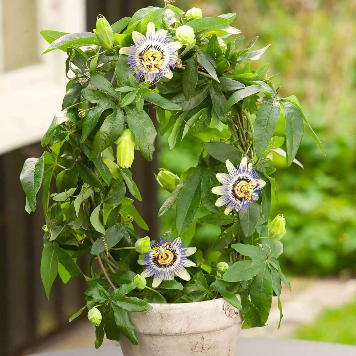 Passionflower