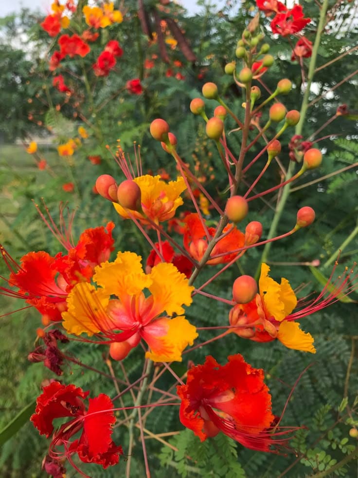 Peacock Flower