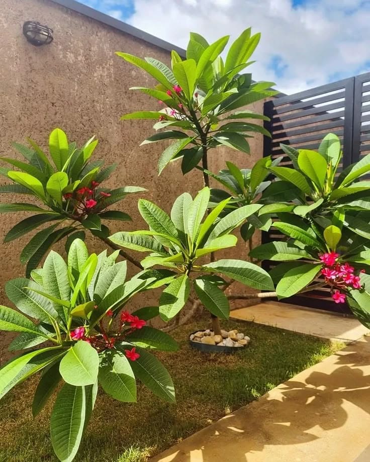 Plumeria