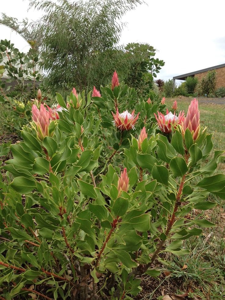 Protea