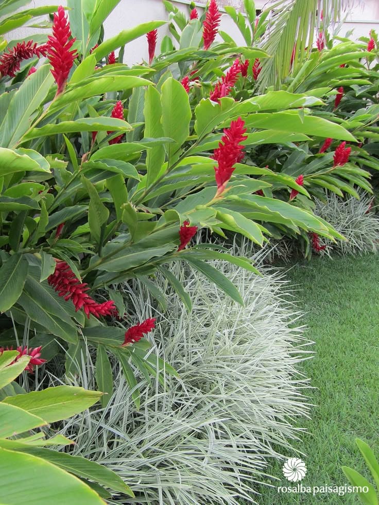 Red Ginger