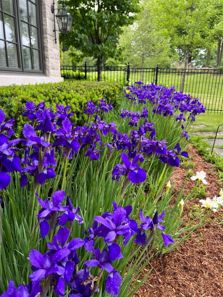 Siberian Iris