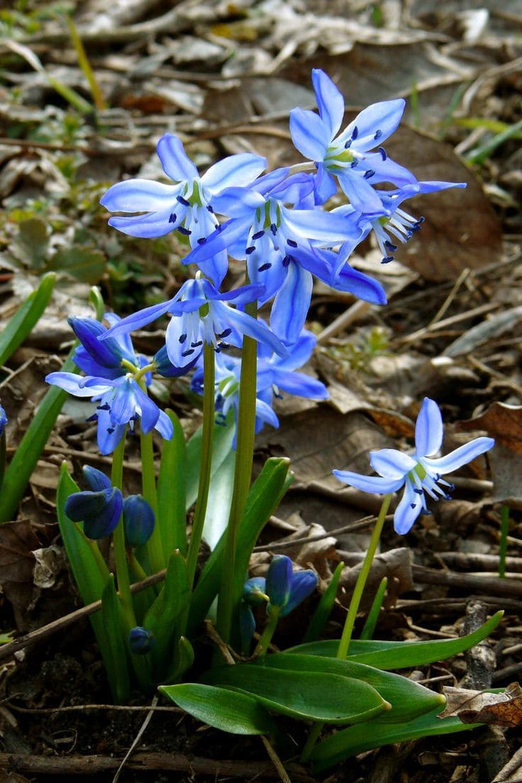 Siberian Squill