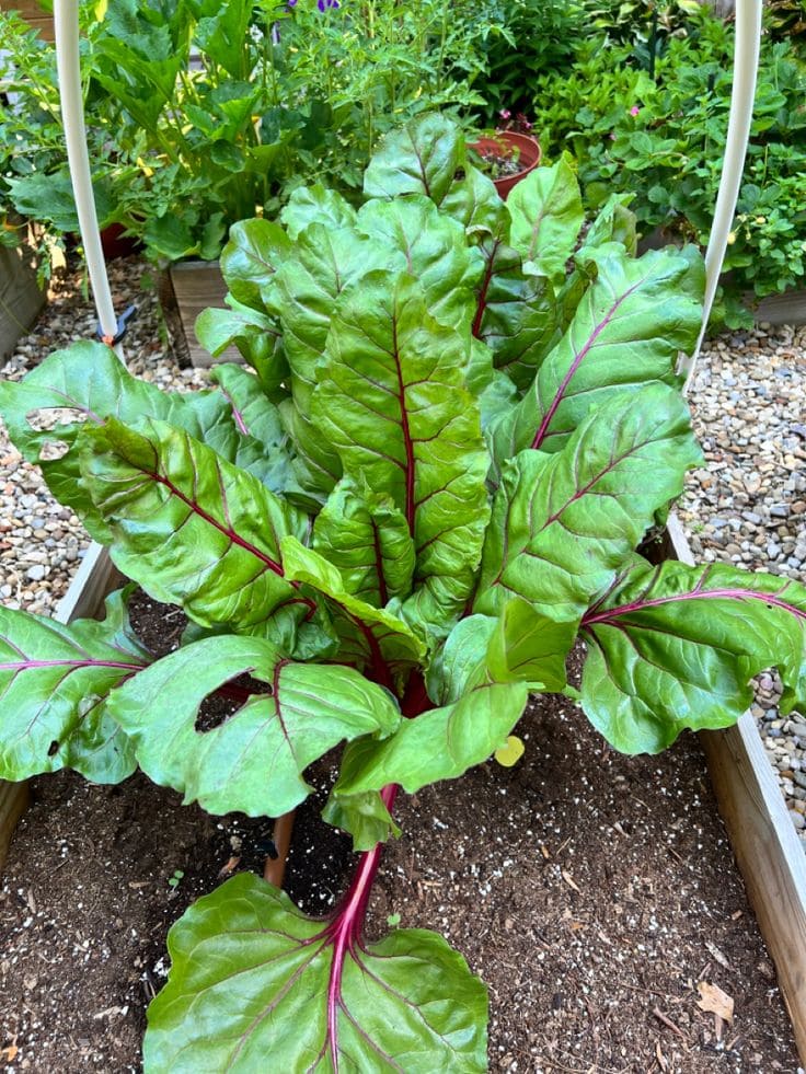 Swiss Chard