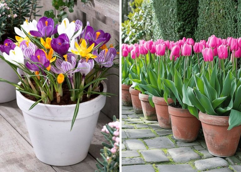 22 Stunning Early Spring Flowers to Welcome the Season