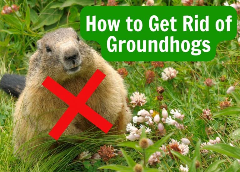 How to Get Rid of Groundhogs to Reclaim Your Yard Safely