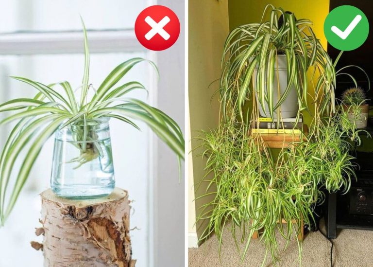 Gardener’s Guide to Watering a Spider Plant to Keep It Thriving