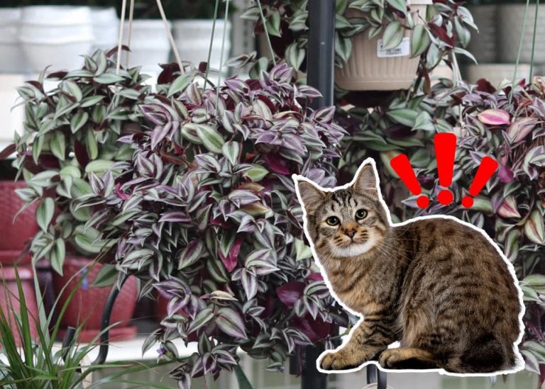 Is Wandering Jew Toxic to Cats? A Gardener’s Insight on Pet Safety