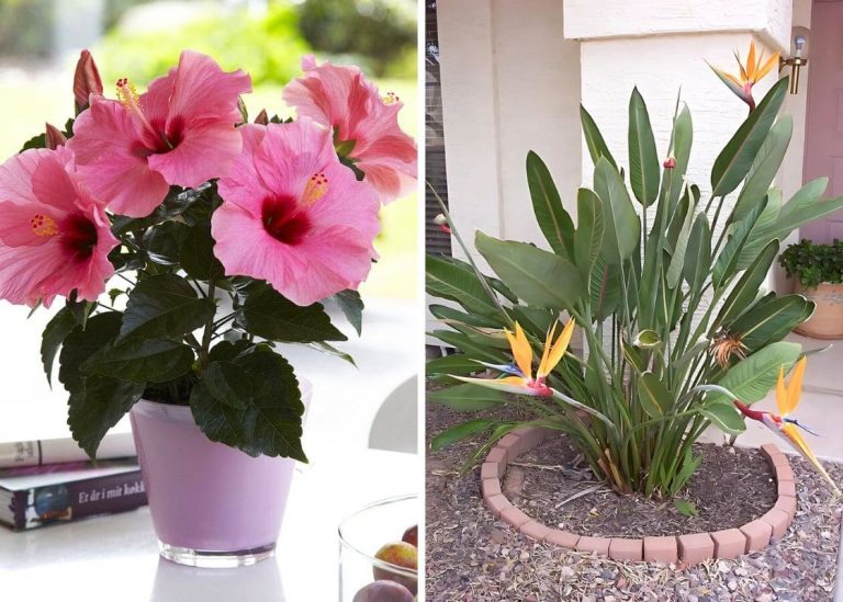 23 Stunning Tropical Flowers and How to Care for Them