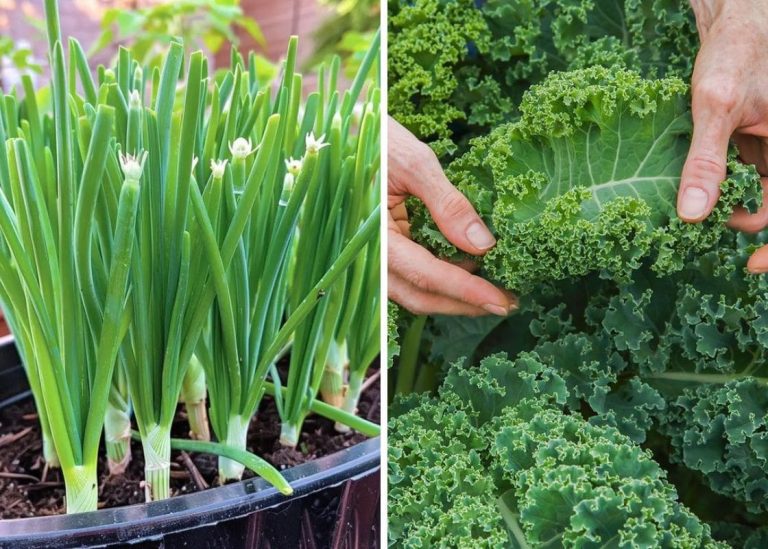 20 Veggies That Keep Growing After Cutting: My Favorite “Cut and Come Again” Crops