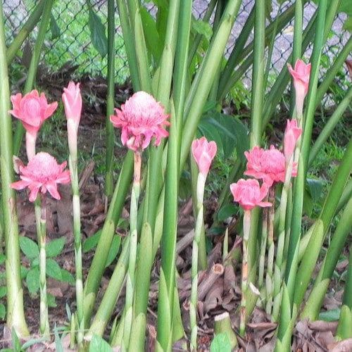 Torch Ginger