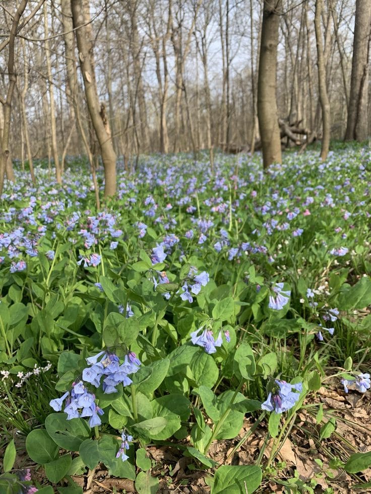 Virginia Bluebells