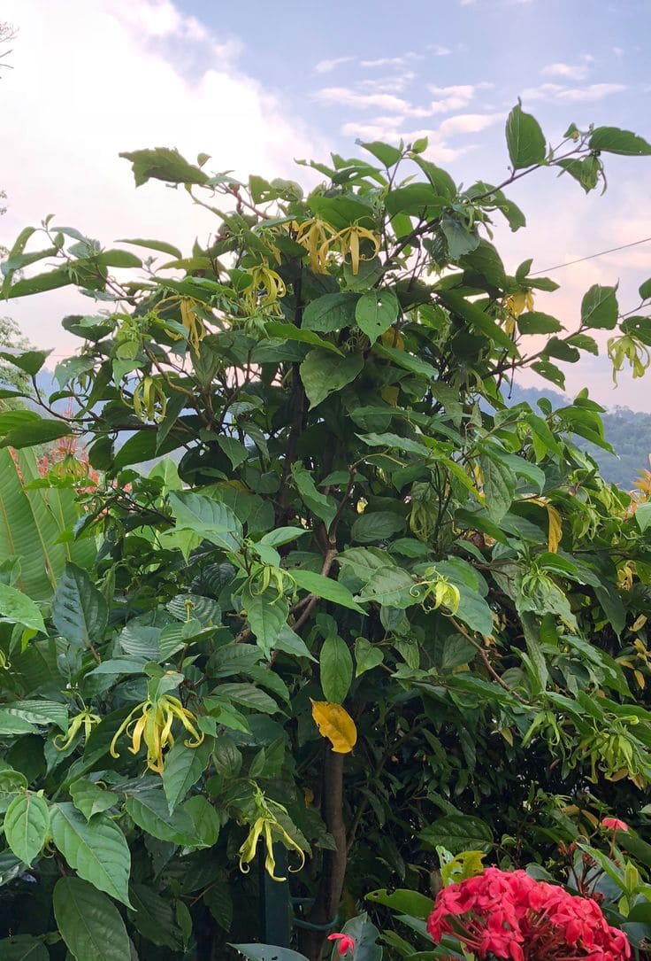 Ylang-Ylang