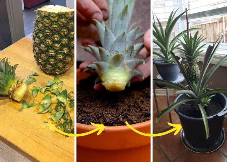 How to Grow Pineapple at Home: Your Easy Guide to Sweet Success