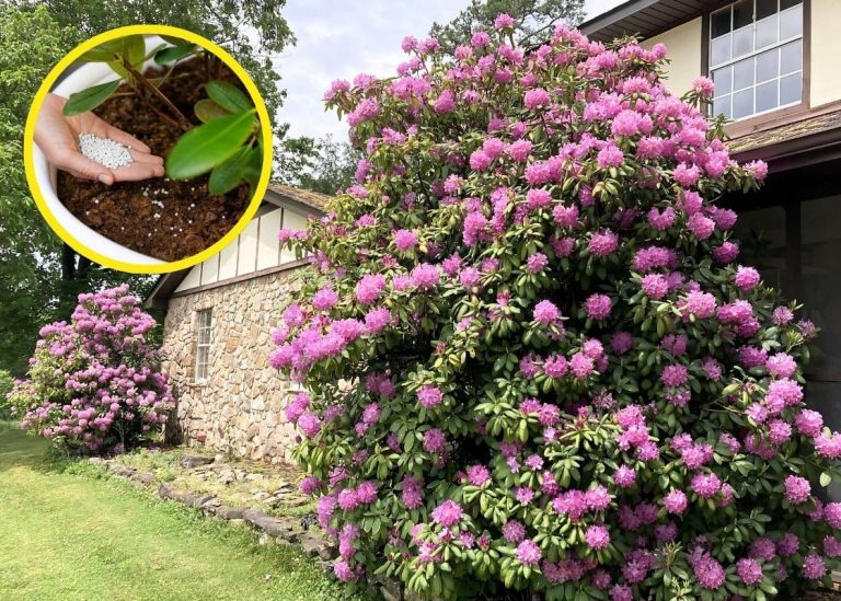 How to Grow Rhododendron for the Biggest Blooms of Your Life