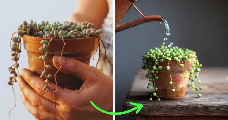 The Mistake That Nearly Killed My Favorite Plant and What It Taught Me